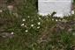 Cerastium alpinum subsp. babiagorense (syn.)