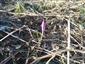 Crocus sp.