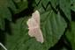 Idaea emarginata (Linnaeus, 1758)