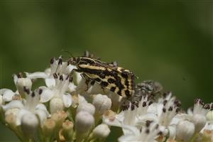 Emmelia trabealis 