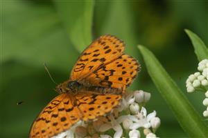 Argynnis adippe (Denis et Schiffermüller, 1775)