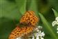 Argynnis adippe (Denis et Schiffermüller, 1775)