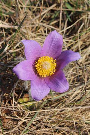 Pulsatilla grandis