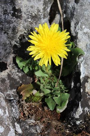 Taraxacum erythrospermum