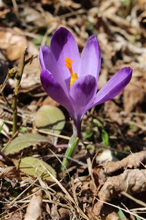 Crocus discolor