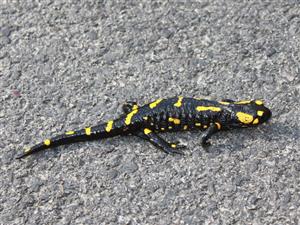 Salamandra salamandra