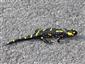 Salamandra salamandra