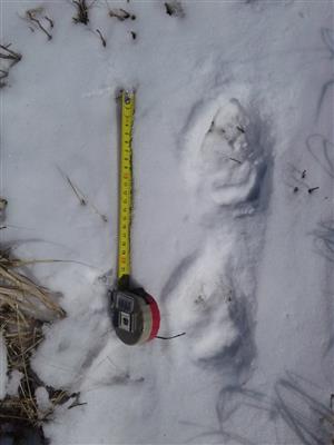 Canis lupus