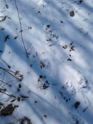 Canis lupus