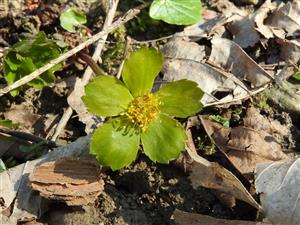 Detail Hacquetia epipactis.