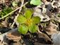 Detail Hacquetia epipactis.