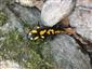 Salamandra škvrnitá