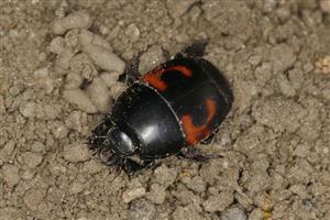 Hister quadrimaculatus