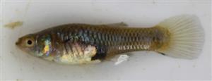 Poecilia reticulata