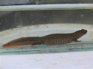 Triturus dobrogicus