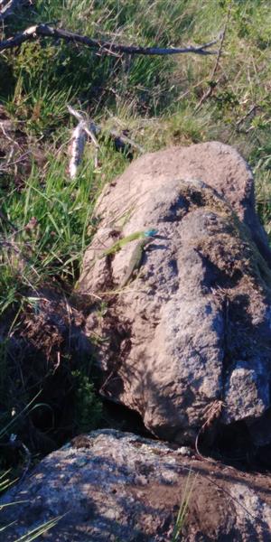 Lacerta viridis - pár