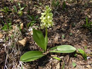 Orchis pallens