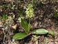 Orchis pallens