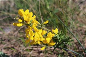 Corothamnus procumbens