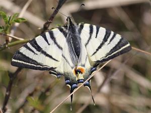 Iphiclides podalirius