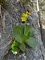 Primula auricula