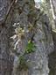 Rohatín - skalka s prvosienkami holými