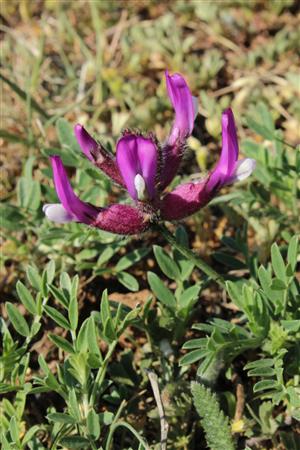 Astragalus vesicarius