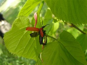 červenáčik ohnivý (Pyrochroa coccinea)