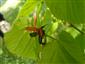 červenáčik ohnivý (Pyrochroa coccinea)
