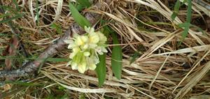 Dactylorhiza sambucina
