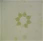 Pediastrum simplex