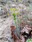Euphorbia segueriana subsp. minor (syn.)