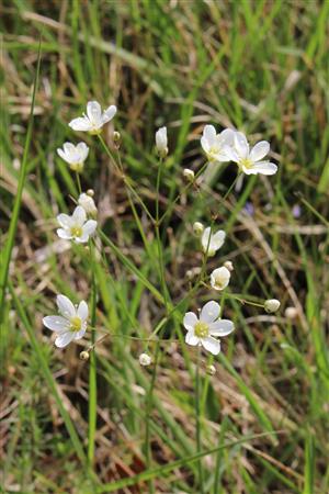 Eremogone micradenia