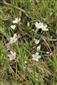 Eremogone micradenia