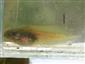 Pelobates fuscus