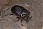 Copris lunaris