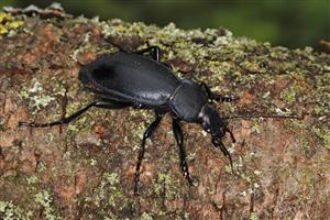Carabus zawadzkii