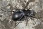 Carabus (Tomocarabus) convexus convexus Fabricius, 1775