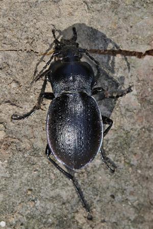 Carabus nemoralis