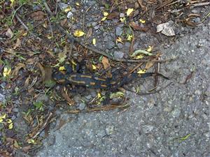 Uhynutá salamandra.