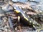salamandra škvrnitá