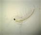 Sida crystallina (O.F.MULLER, 1776)