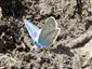Polyommatus icarus (Rottemberg, 1775)