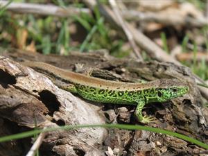 Lacerta agilis