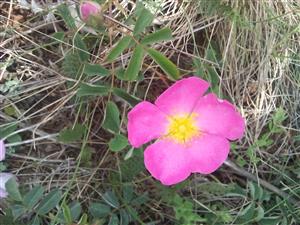 IMG_20200604_114938.jpg