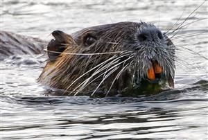 Nutria riečna