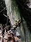 salamandra škvrnitá