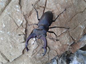 Lucanus cervus