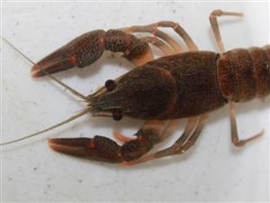 Astacus astacus