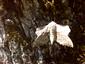 Laothoe populi (Linnaeus, 1758)